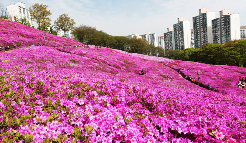 철쭉동산 | 관광정보 | 여행정보 | 경기관광플랫폼